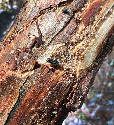 Bark Beetles Infest Drought-Stressed Conifers