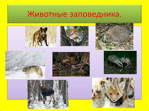 Разнообразие природы родного края - презентация онлайн