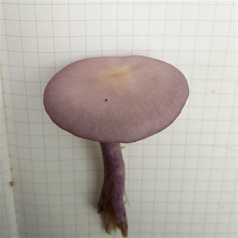 Misidentifying Fungi: 2017