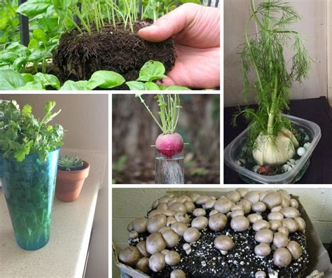 vegetables herbs  fruits  regrow  kitchen scraps