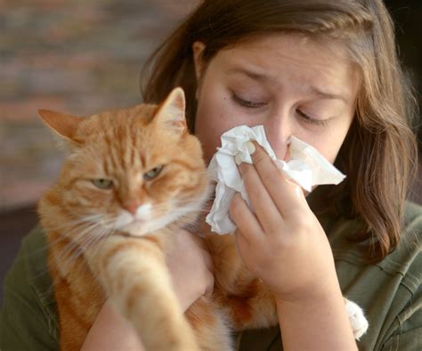 Can Air Purifiers Help with Cat Allergies?
