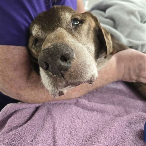 Heartbreaking update on senior dog left lying on the curb in Detroit