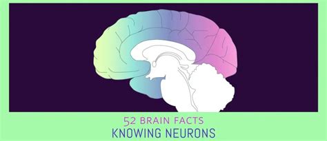 brain facts archives knowing neurons