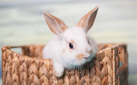 10 Animais de Estimação Pequenos e Fáceis de Cuidar | KuantoKusta