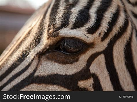 35+ Close up zebra eye Free Stock Photos - StockFreeImages