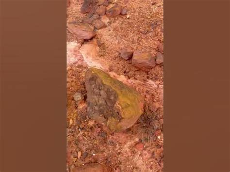 Um malamé amarelo do deserto 🌵 - YouTube