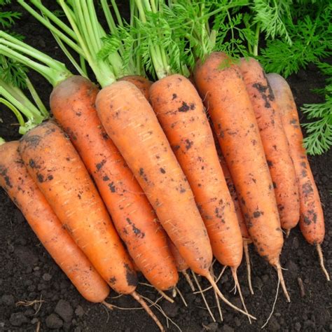 Морковь Балтимор F1: семена, описание сорта, цена - NEWAGRO.BY