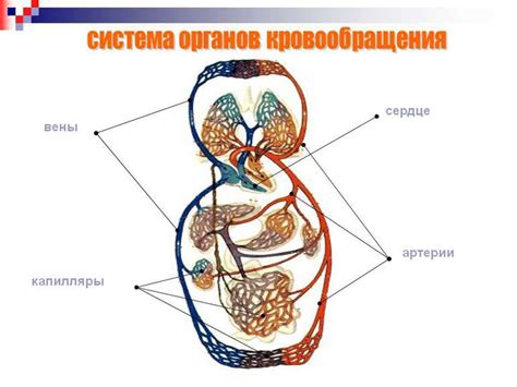 "Кровоносна система" - презентація з біології