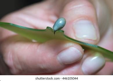 Woman Removing Tick Human Skin Tick Stock Photo 446105044 | Shutterstock