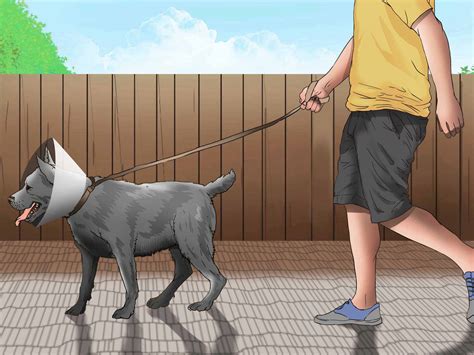How Will My Dog Change After Being Neutered at Sandra Madrigal blog