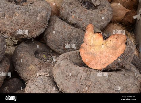 amorphophallus paeoniifolius  res stock photography  images alamy