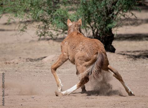 Newborn Horse Standing