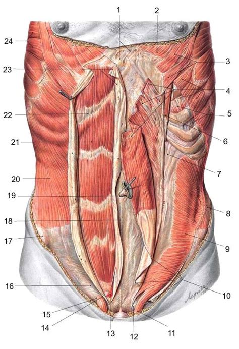 Chart Of The Abdomen