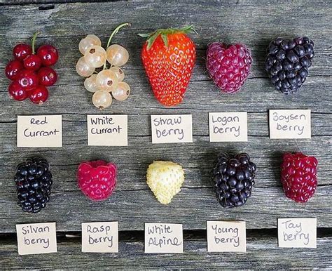 assorted berries display blueberries currants   green