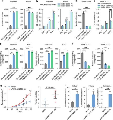 LINC01138 increases HCC cell proliferation, invasion and metastasis in ... 