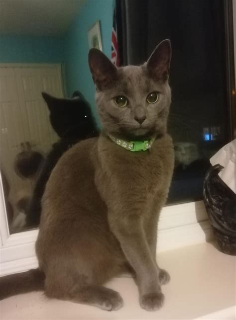 My cat has a chisled jaw line. : r/cats
