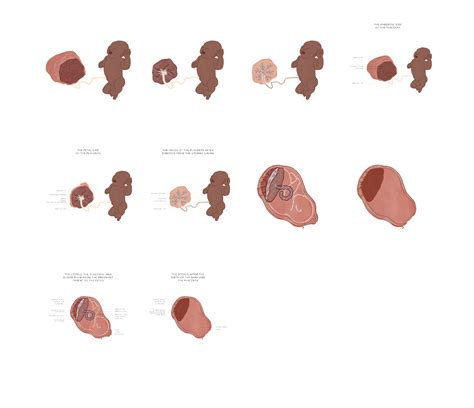 illustrations  educated birth
