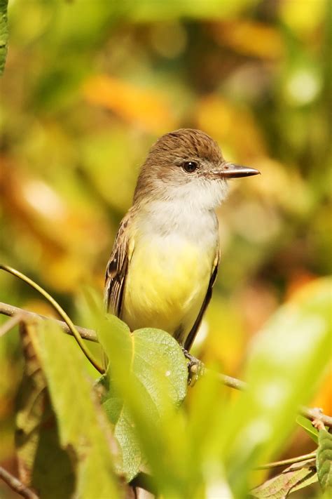 short-crested-flycatcher - BirdWatching