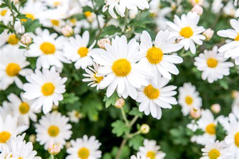 What Is Special About Daisy Flower at Alexander Kitchen blog