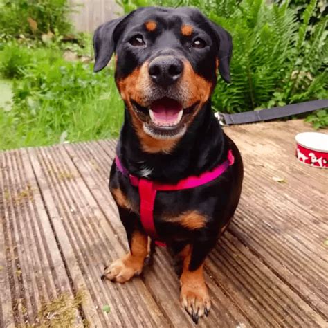 Dachshund Rottweiler Mix: Brave, Perfect, Protective House Dog