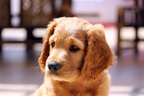 images puppy animal pet nose golden retriever vertebrate