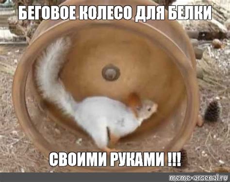 Meme: "БЕГОВОЕ КОЛЕСО ДЛЯ БЕЛКИ СВОИМИ РУКАМИ !!!" - All Templates ...