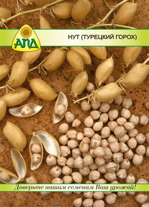 Нут (турецкий горох) - купить в Минске|по Беларуси с доставкой оптом