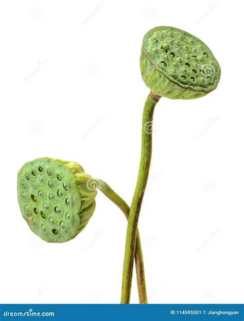 Lotus seed pods stock image. Image of head, macro, white - 114595501