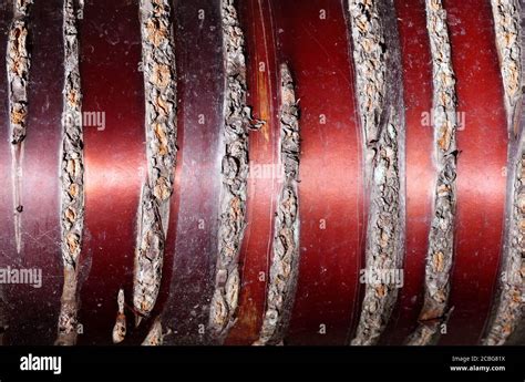 Prunus serrula tree bark hi-res stock photography and images - Alamy