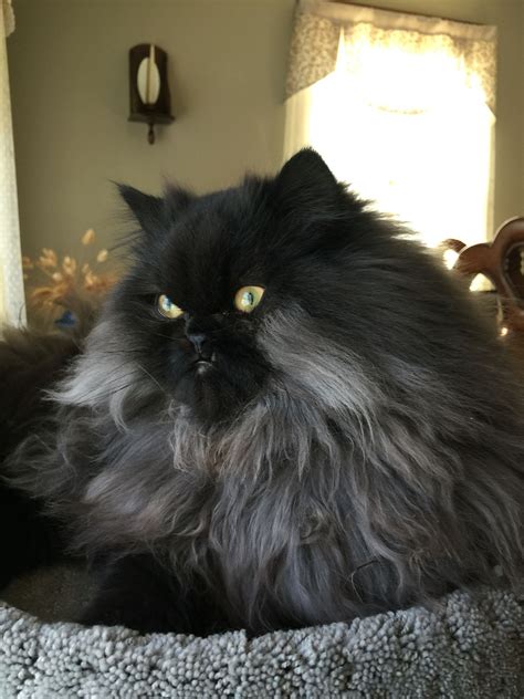 Grey And Black Persian Cat