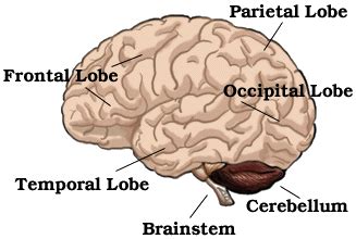 Brainstem (Brain Stem) and Cerebellum