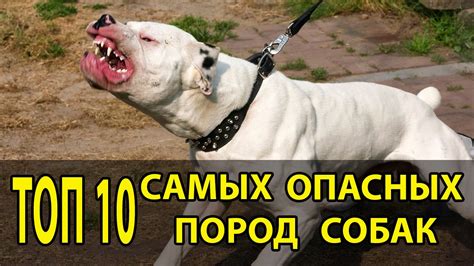 ТОП 10 САМЫХ ОПАСНЫХ ПОРОД СОБАК - YouTube