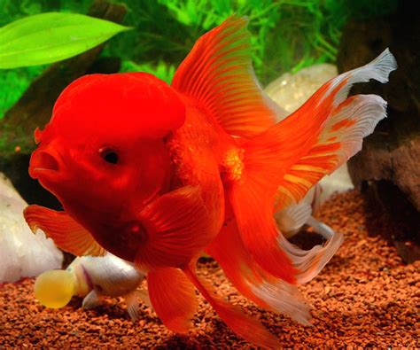 Goldfish Characteristics: Diet, Reproduction, Uses
