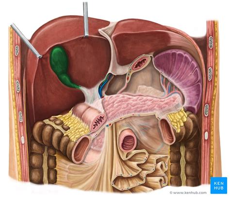 gallbladder function anatomy  histology kenhub