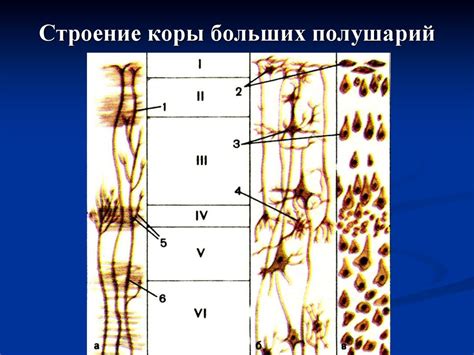 Расстройства высших мозговых функций: речи, гнозиса и праксиса ...