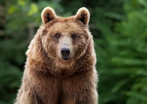 scientists surprised  find  bear  mars big world tale