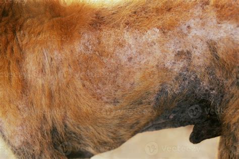 the disease on dirty stray dog get sick skin dermatitis contracted