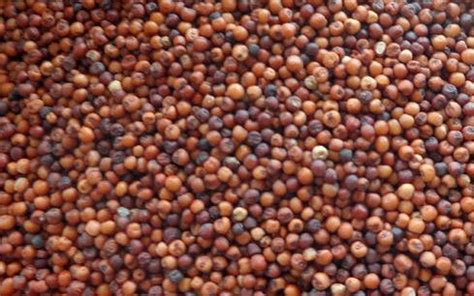 Finger Millet Cultivation; Ragi Farming Techniques | Asia Farming
