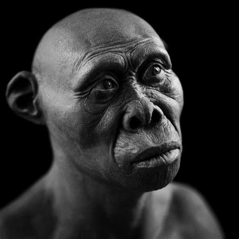 Homo habilis- reconstruction by Gabriel Vinas | Evoluzione umana ...