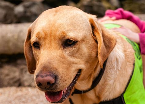 Photo of Labrador Biting Yellow Ball · Free Stock Photo