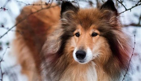 12 Things to Know About Collies | Pet Reader