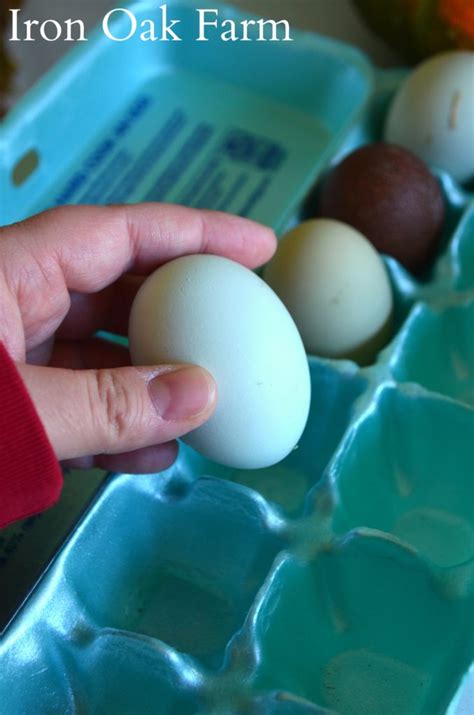 concerned  pullorum   npip homestead hustle