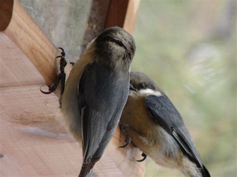 Feeding Birds during the Winter - Bird Canada