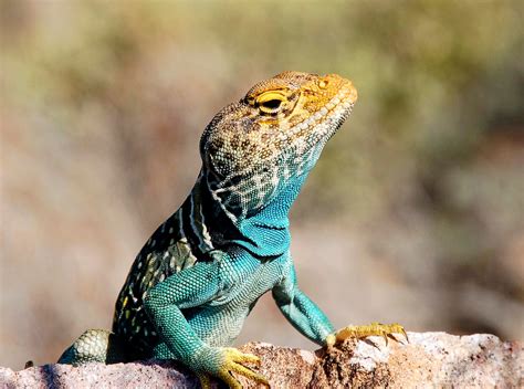How will climate change impact cold-blooded animals? - Earth.com
