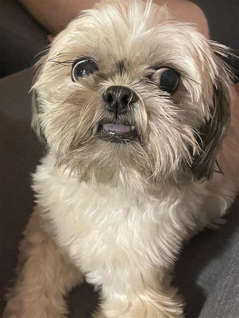 Iconic creep : r/Shihtzu