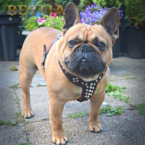 Julius French Bulldog Harness - Frenchiestore Reversible Dog Health Harness | Livin' La