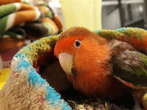 best lovebird shaking safely