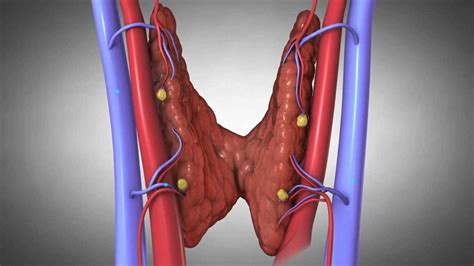 Parathyroid hormone and parathyroid glands: location, potential