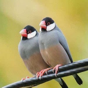 Buy White Cheek Finch Pair for Sale Online in Pakistan - Taj Birds