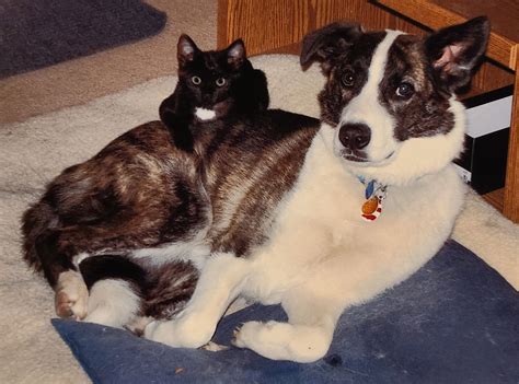 Remembering Cece and Sophie